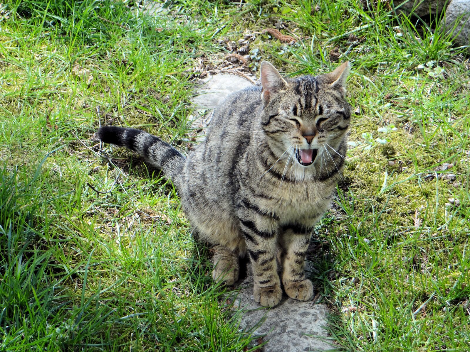 Sony DSC-HX200V sample photo. Cat, mammal, slow living photography