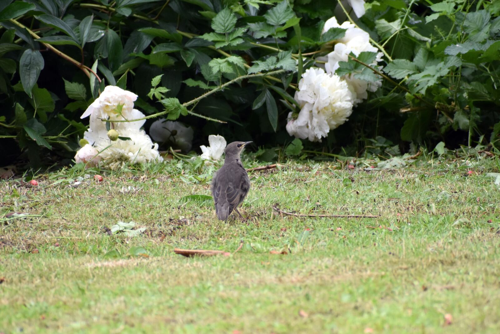 Nikon D3500 sample photo. Star, young bird, garden photography