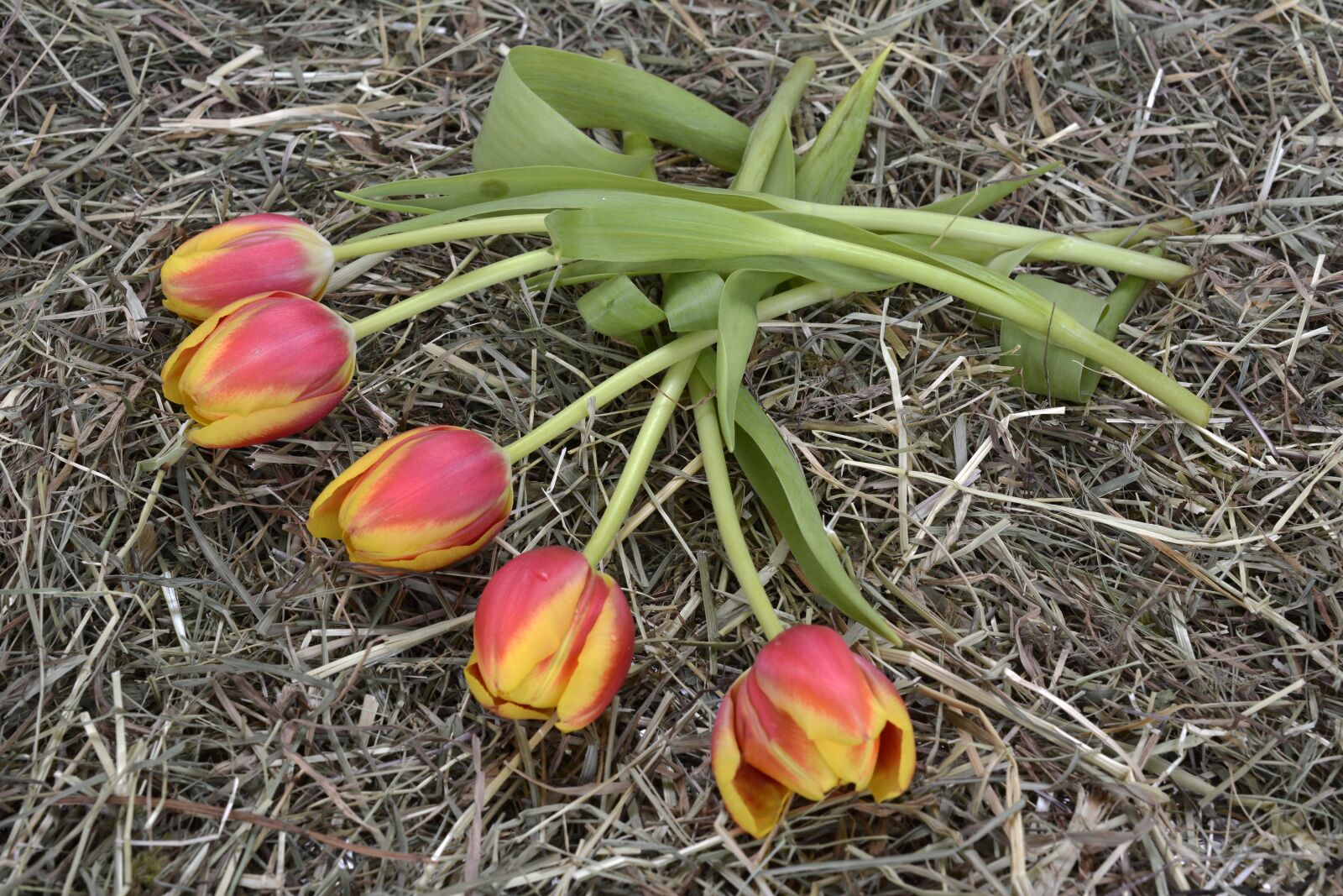 Nikon D7100 sample photo. Tulips, spring, orange photography