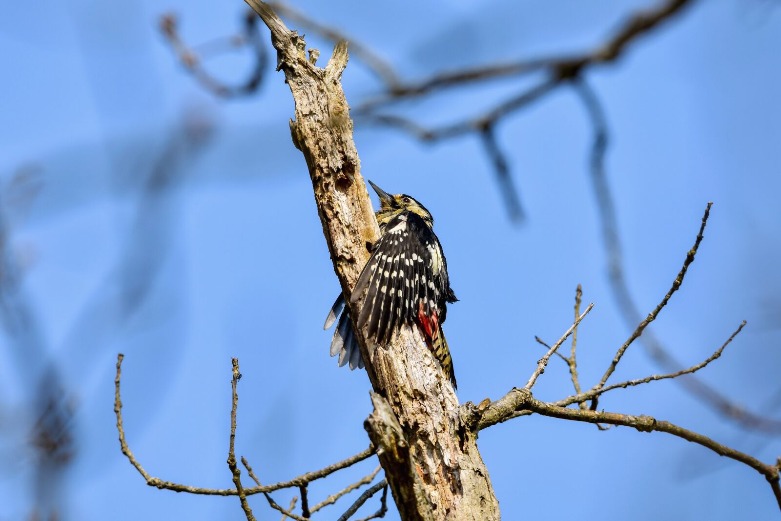 Nikon D7200 sample photo. Animal, forest, wood photography