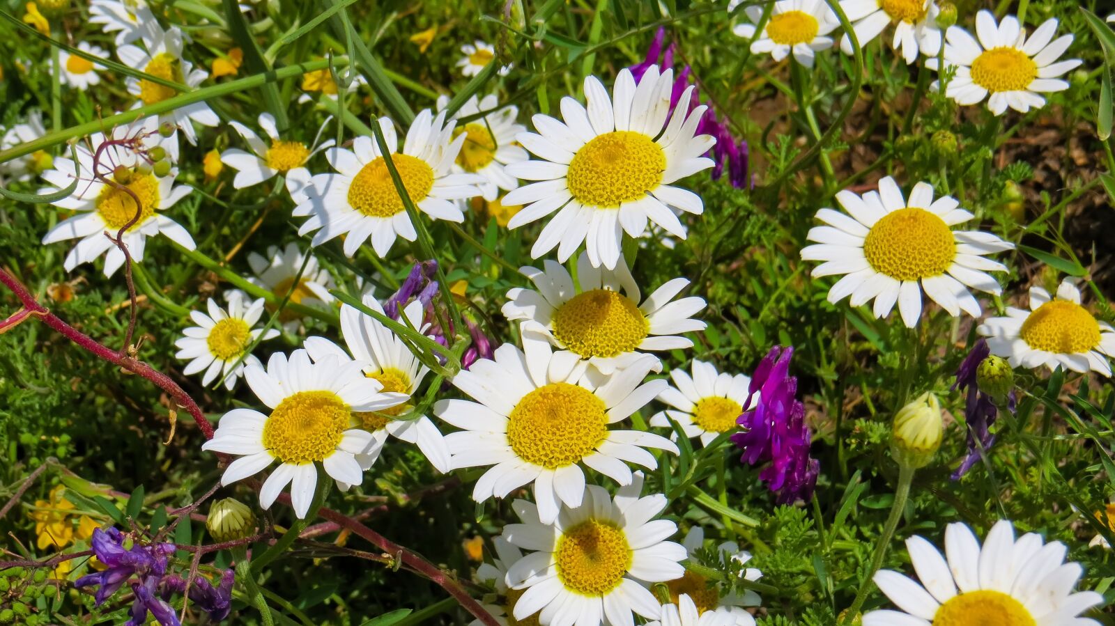 Canon PowerShot SX240 HS sample photo. Daisy, nature, flowers photography