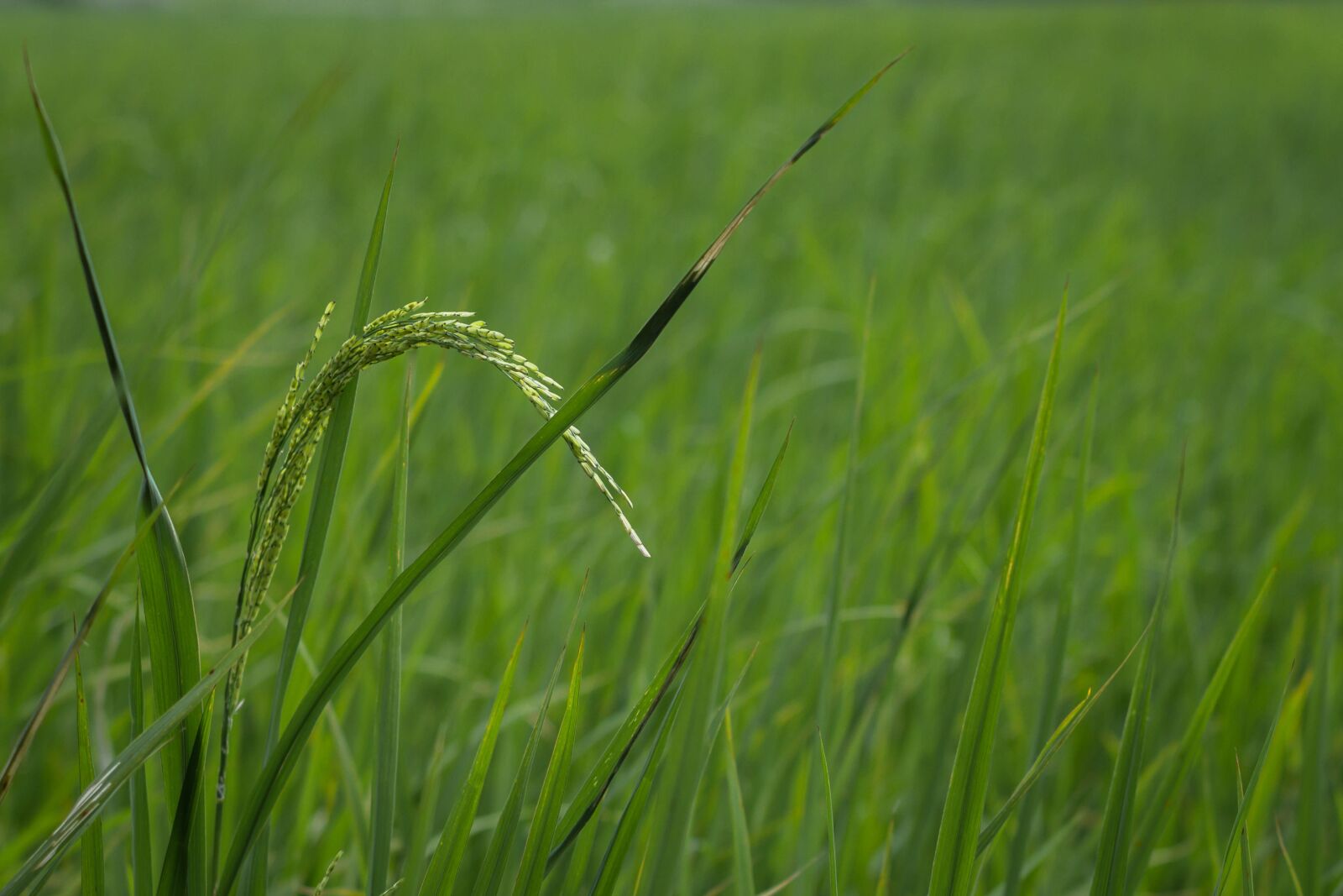 Canon EOS 7D sample photo. Rice, farmer, thailand photography