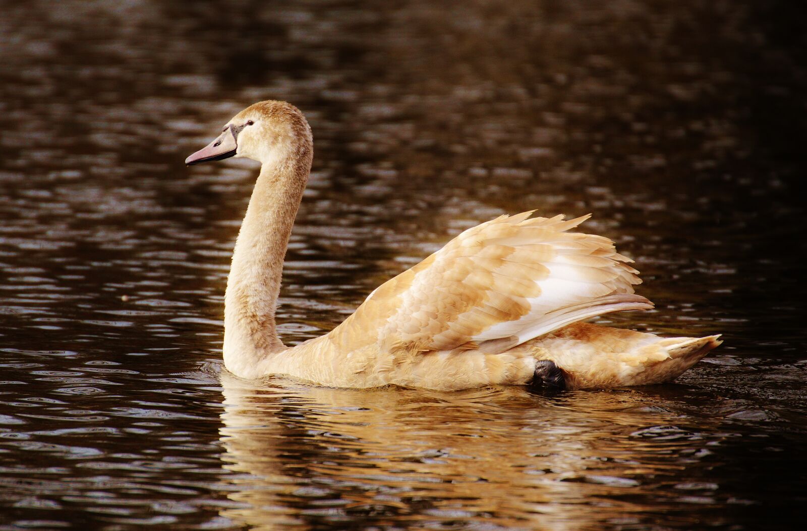 Nikon D3200 sample photo. Swan, water bird, animal photography