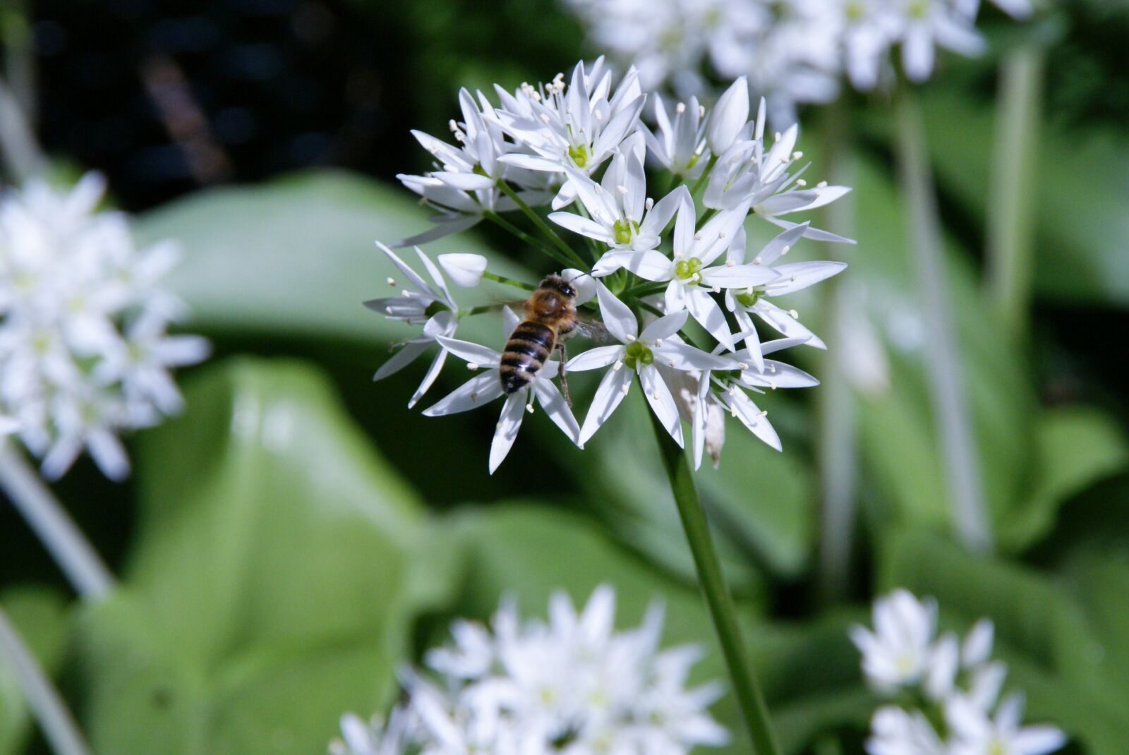 Sony Alpha DSLR-A300 sample photo. B rlauch bloom, bear's photography