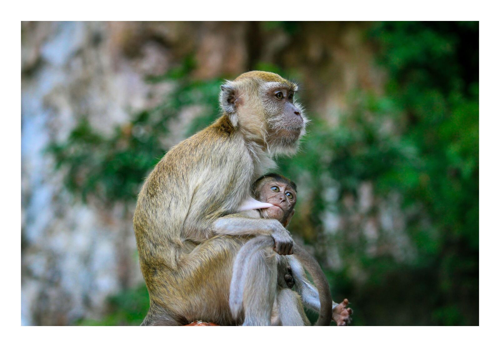 Canon EOS 700D (EOS Rebel T5i / EOS Kiss X7i) sample photo. Monkey, animals, natural photography