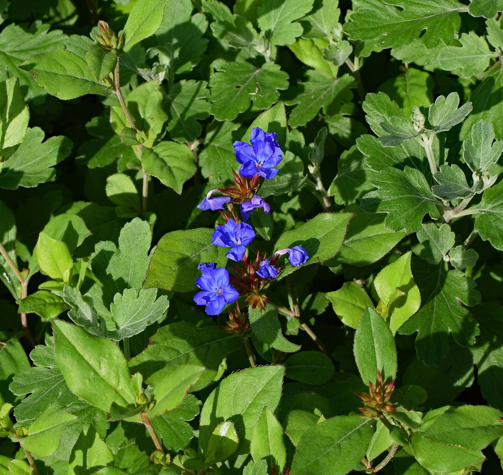 Nikon D3300 sample photo. Borage, flower, herb photography