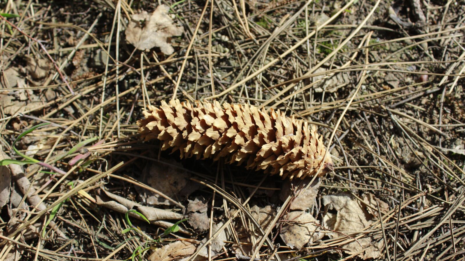 Canon EOS 600D (Rebel EOS T3i / EOS Kiss X5) sample photo. Cone, nature, природа photography