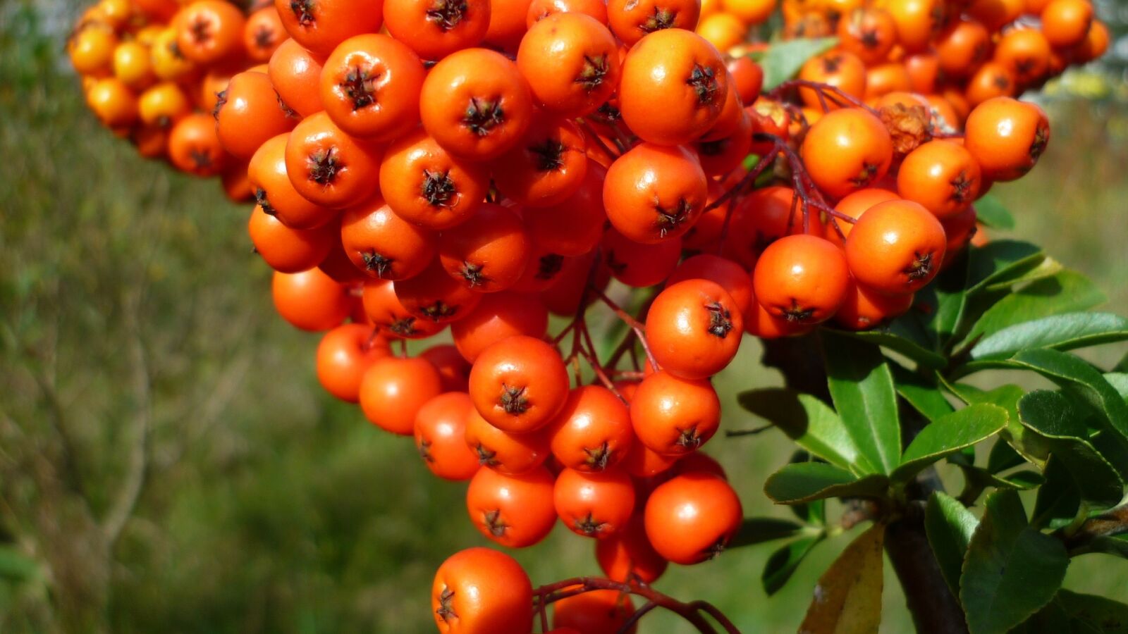 Panasonic Lumix DMC-FS6 sample photo. Berries, sea buckthorn, wild photography