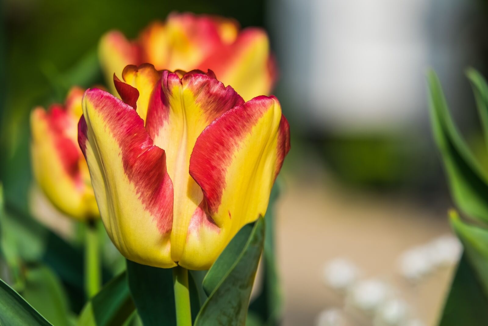 Fujifilm XF 55-200mm F3.5-4.8 R LM OIS sample photo. Tulip, flower, blossom photography