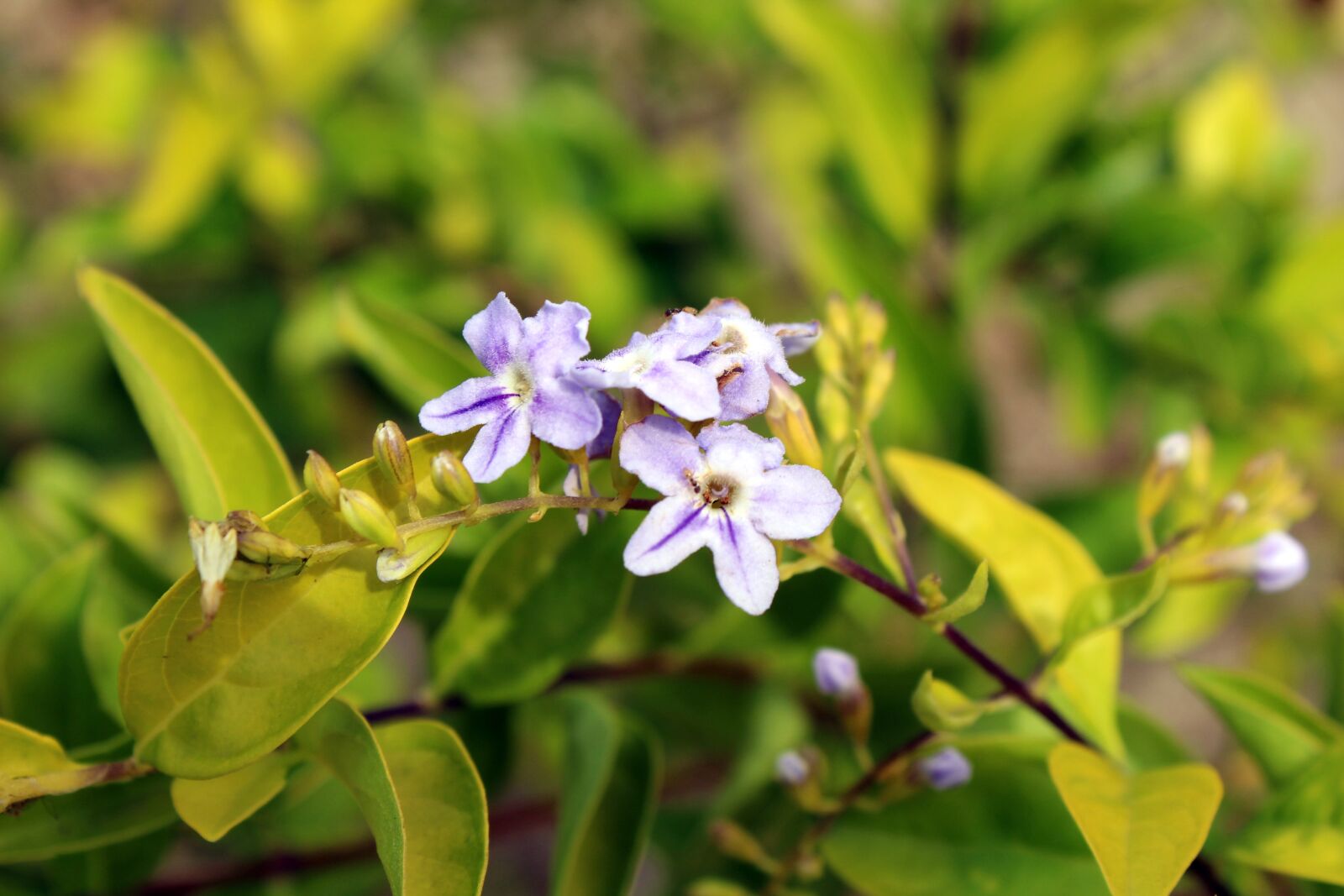 Canon EOS 700D (EOS Rebel T5i / EOS Kiss X7i) sample photo. Pink flowers, green leaves photography
