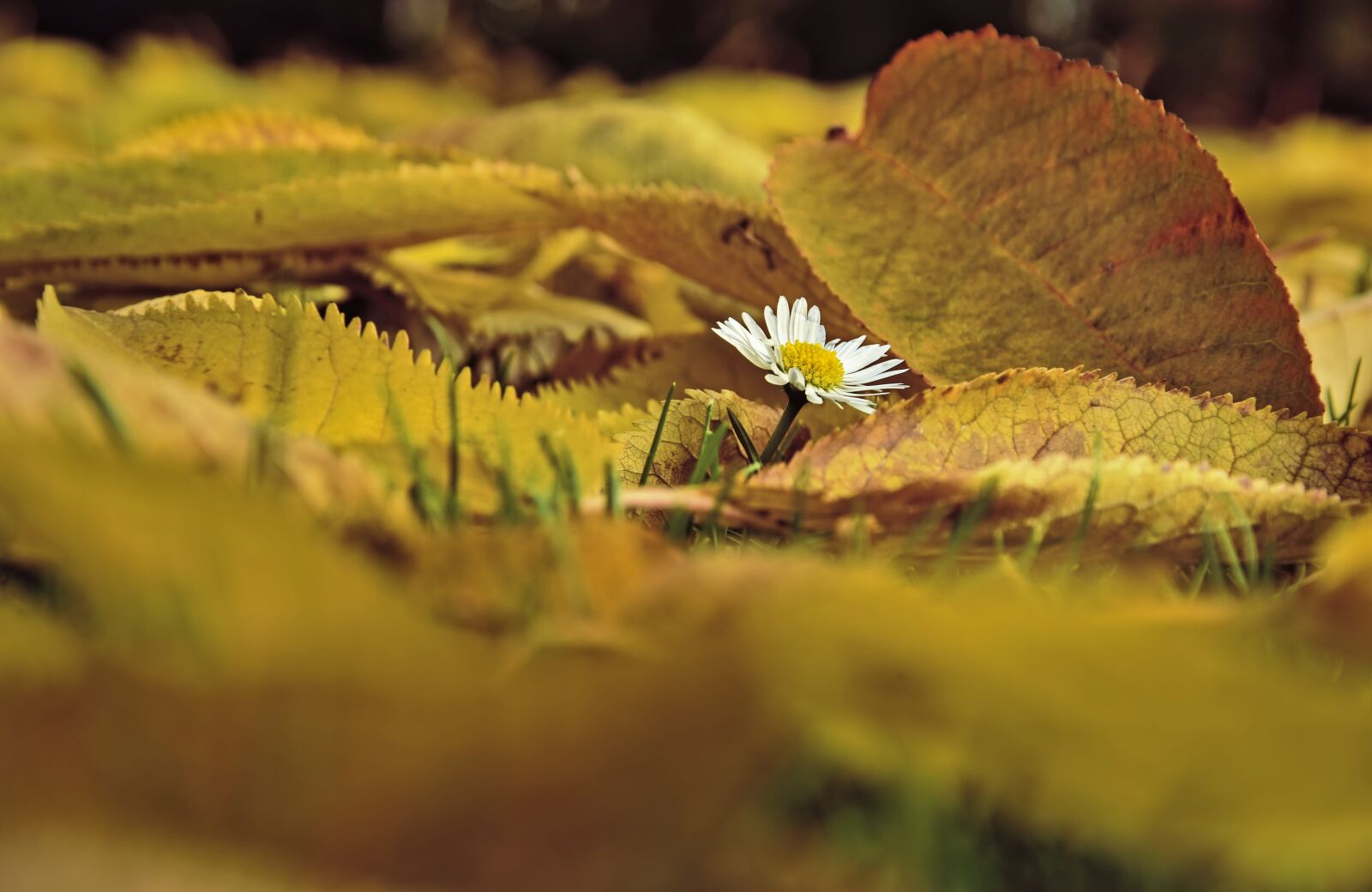 Nikon D5600 sample photo. Daisy, pointed flower, autumn photography