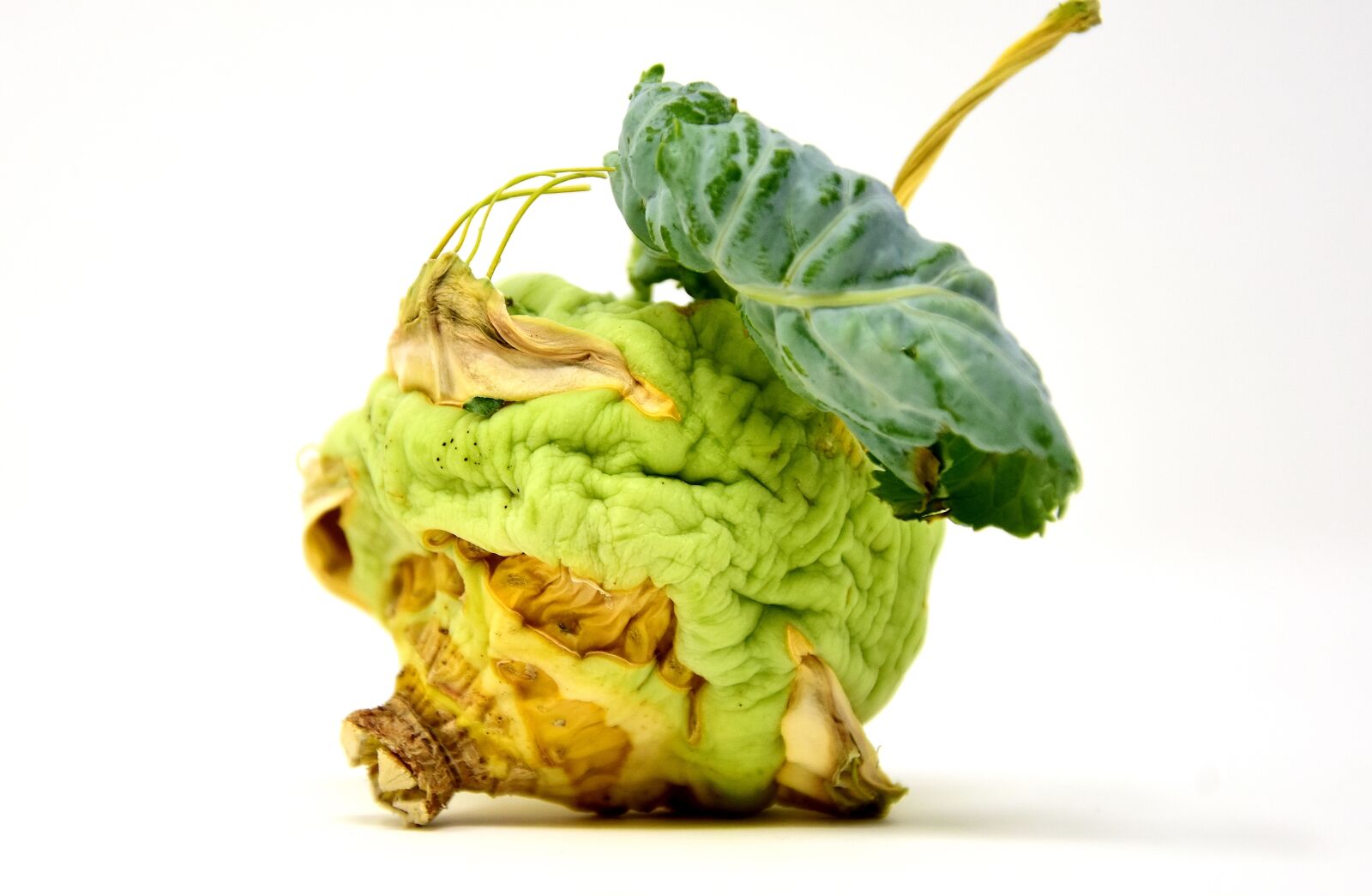 Nikon D7200 sample photo. Kohlrabi, dry, withered photography