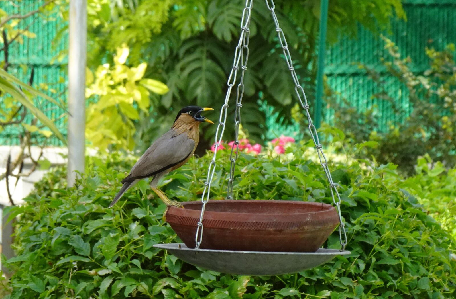 Sony DSC-WX800 sample photo. Bird, myna, mynah photography