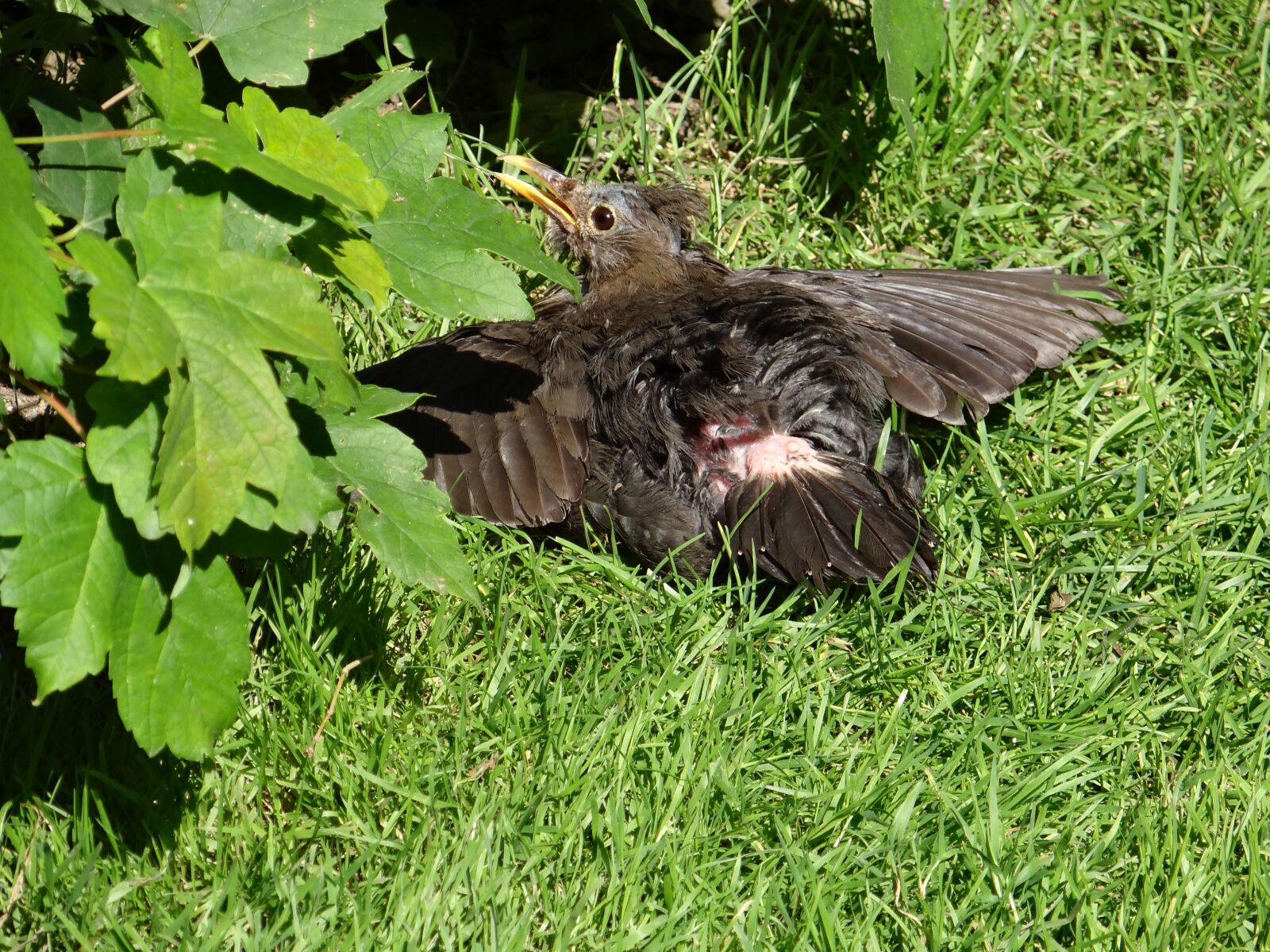 Sony DSC-HX200V sample photo. Blackbird, bird, sun photography