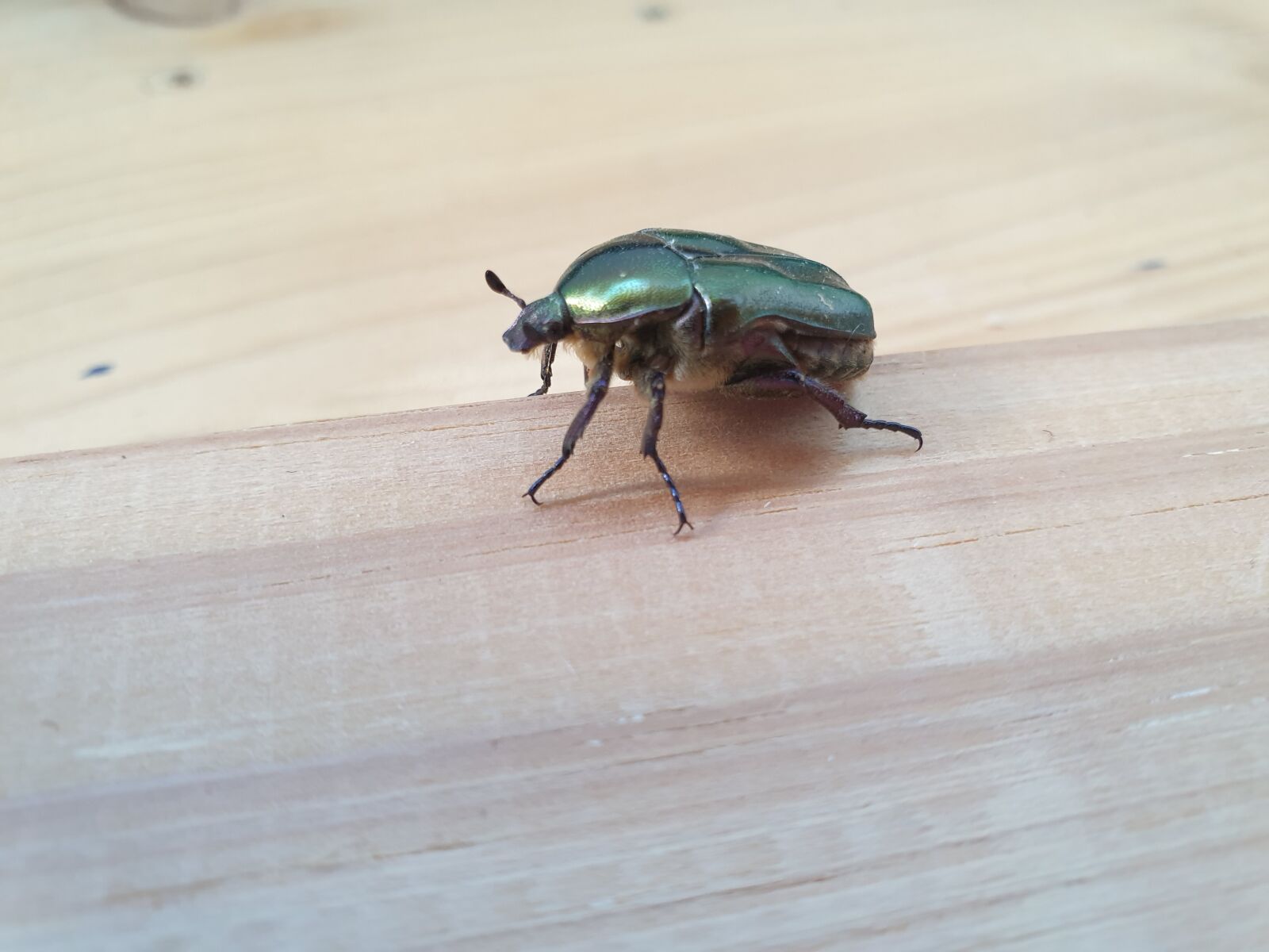 Samsung Galaxy S9+ sample photo. Scarab, beetle, beetle on photography