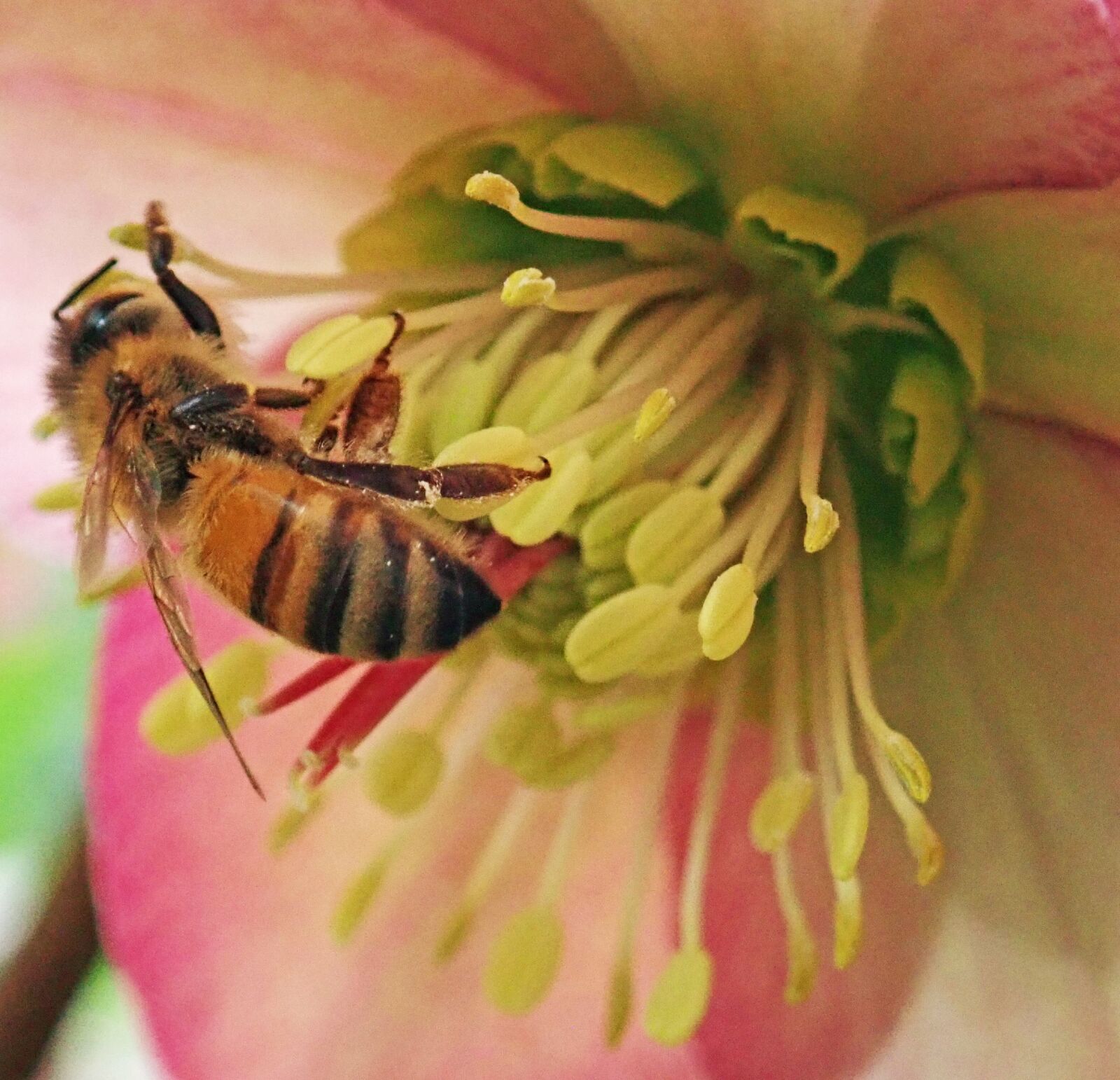 Olympus TG-5 sample photo. Bee, insect, pollen photography