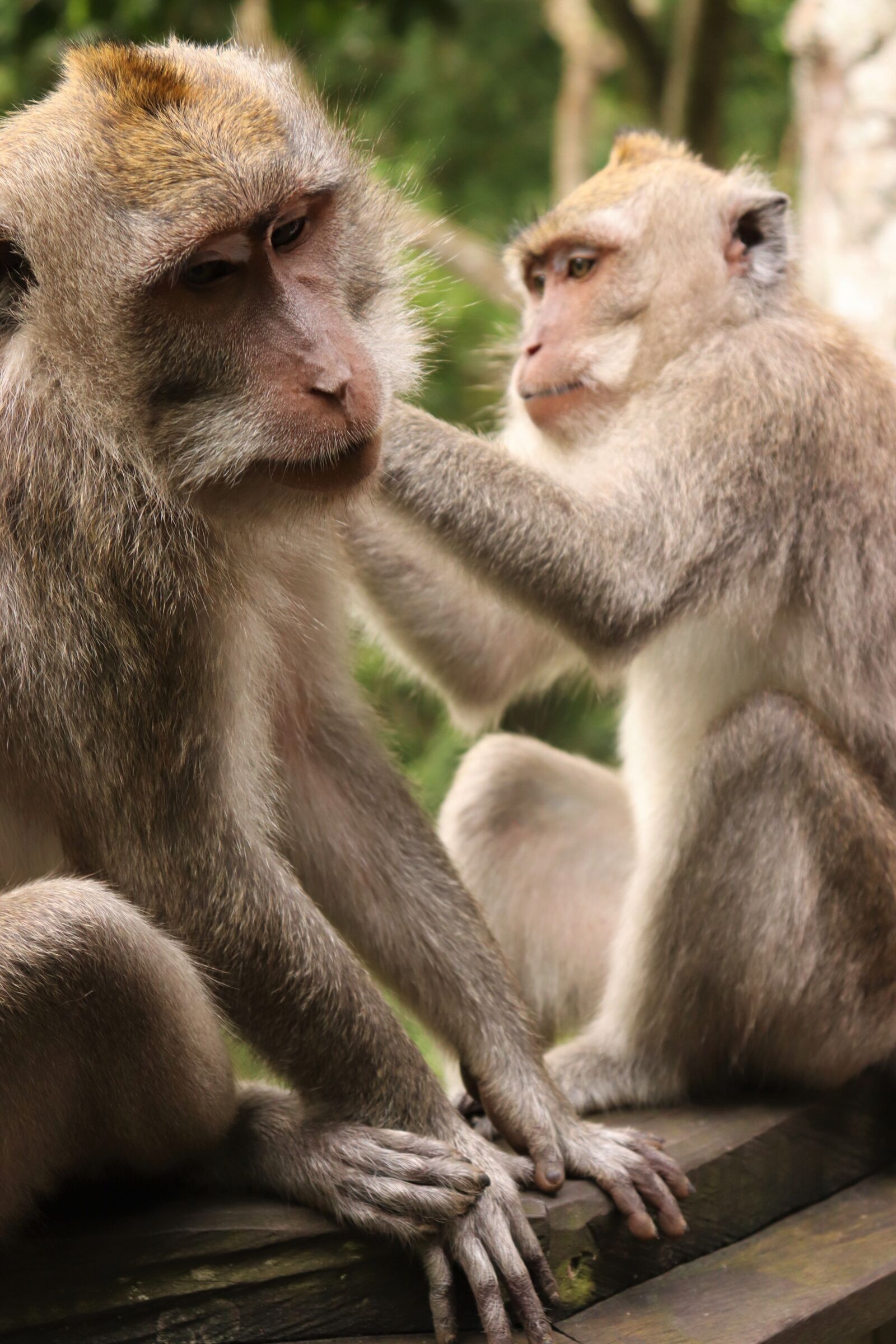 Canon EOS 77D (EOS 9000D / EOS 770D) sample photo. Monkeys, caring, nature photography