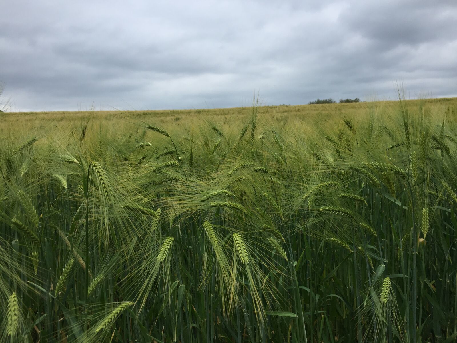 iPhone 6 back camera 4.15mm f/2.2 sample photo. Cereals, nature, field photography
