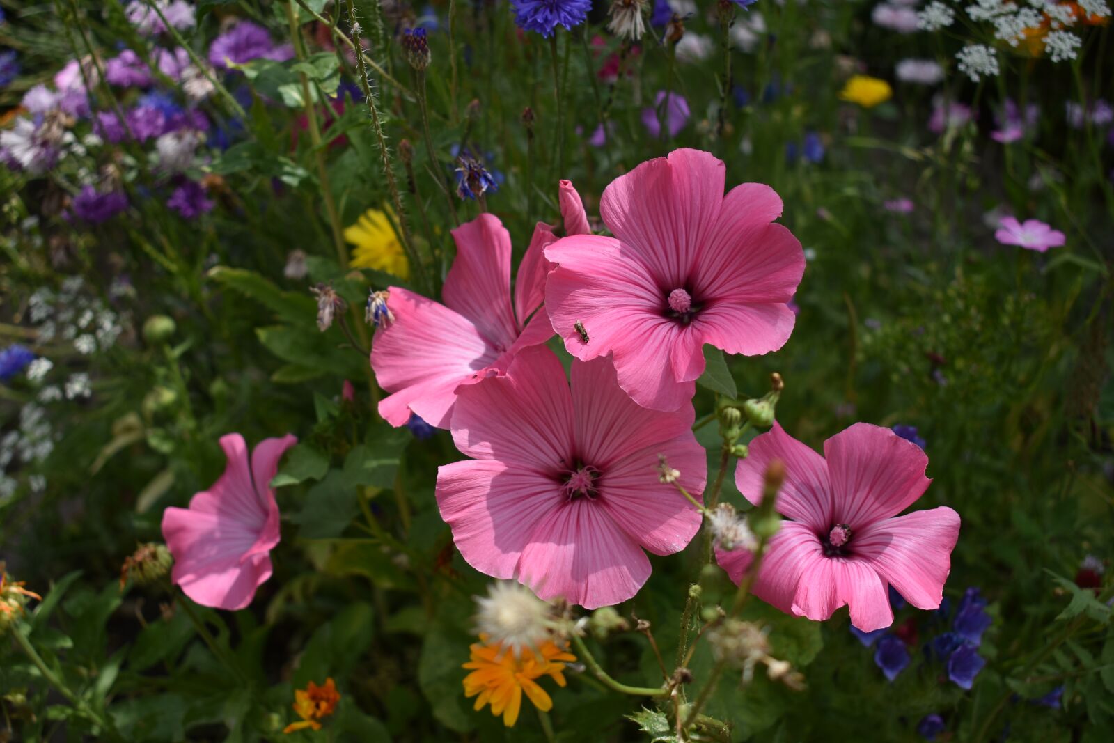 Nikon D3400 sample photo. Flower, garden, summer photography