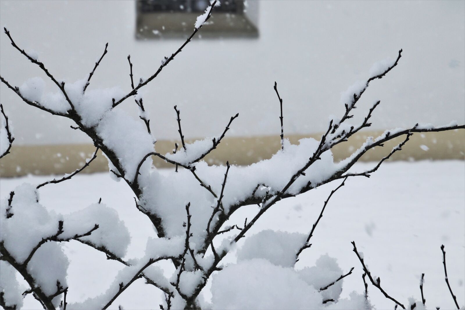 Canon EOS 80D sample photo. Cold, bush, icy photography