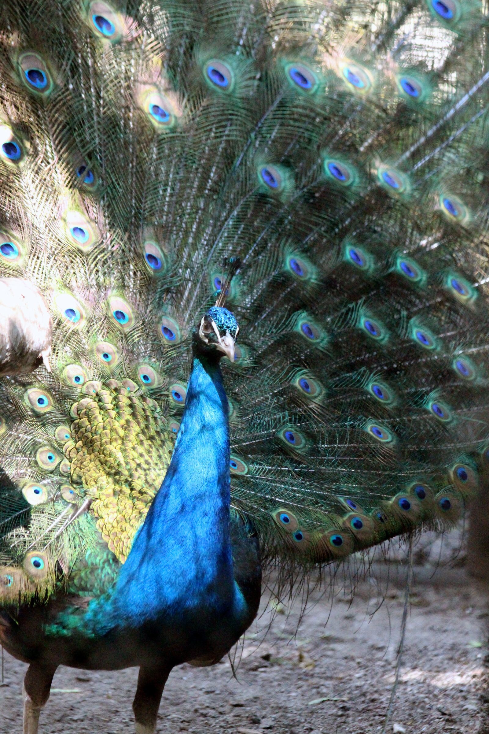 Canon EOS 650D (EOS Rebel T4i / EOS Kiss X6i) sample photo. Peacock, peacock's tail, bluebird photography