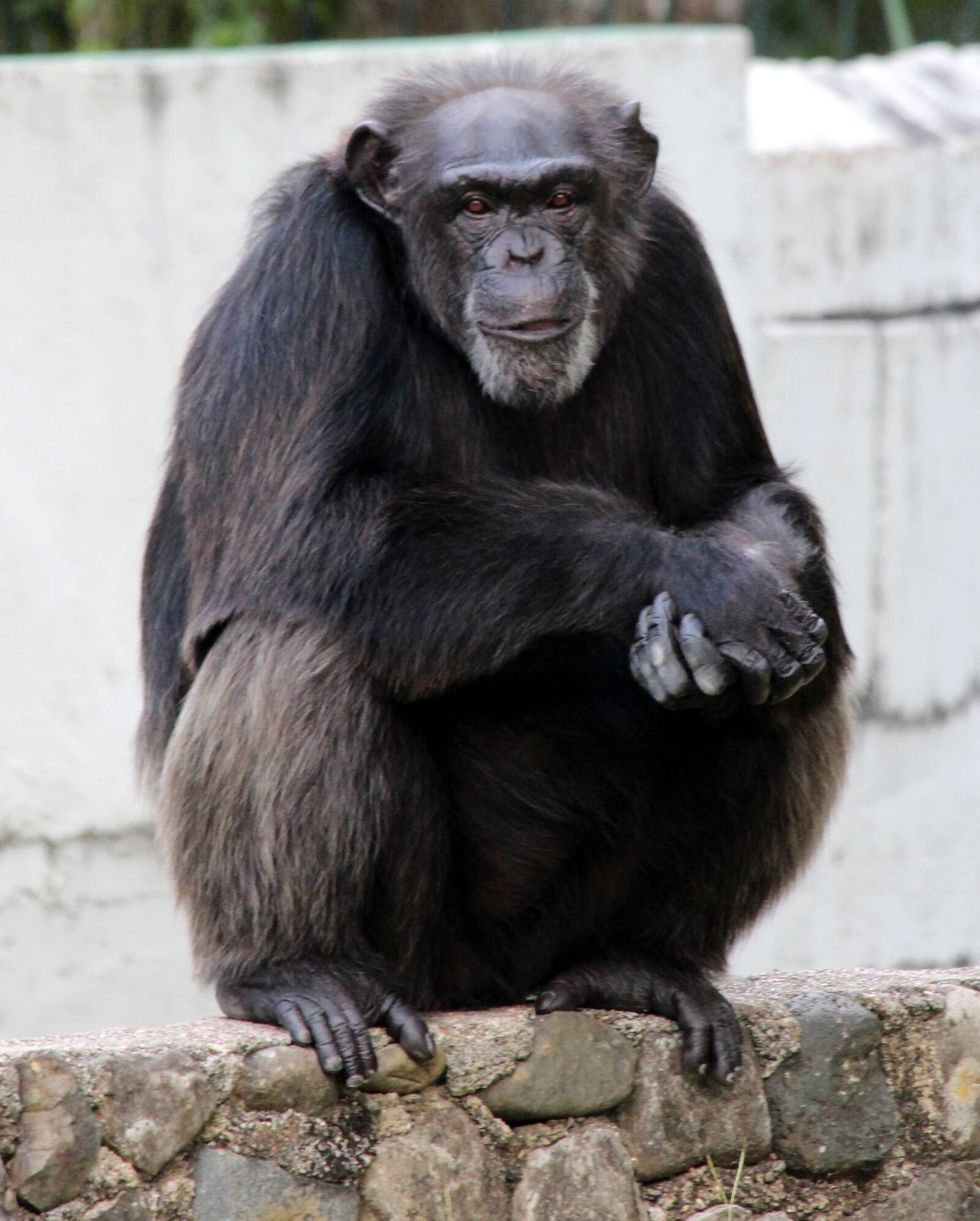 Canon EF 70-300mm F4-5.6 IS USM sample photo. Chimpanzee, primacy, monkey photography