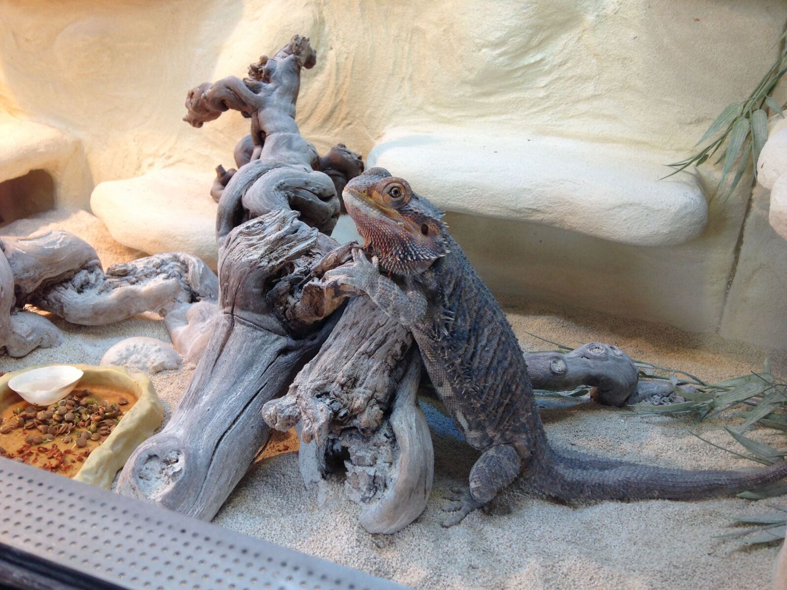 Apple iPhone 5 sample photo. Reptile, bearded dragon, terrarium photography