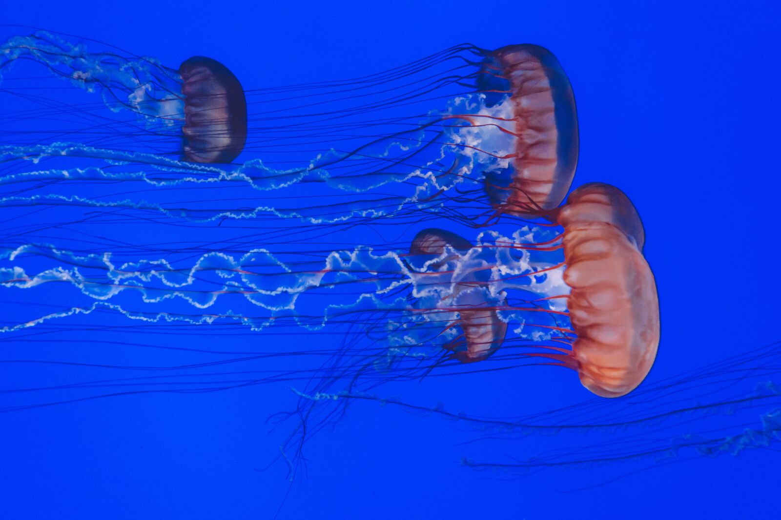 Sony a7 II + Sony FE 28-70mm F3.5-5.6 OSS sample photo. Animals, jellyfishes, ocean photography
