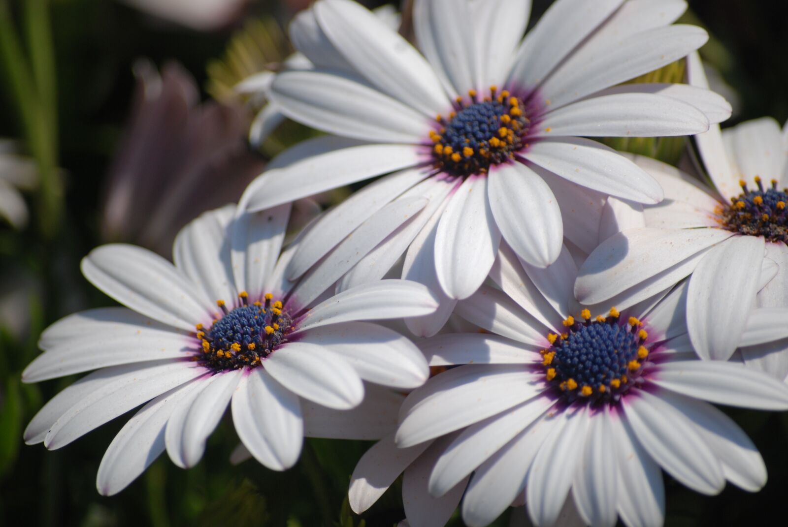 Nikon D80 sample photo. Margarita, flower, spring photography