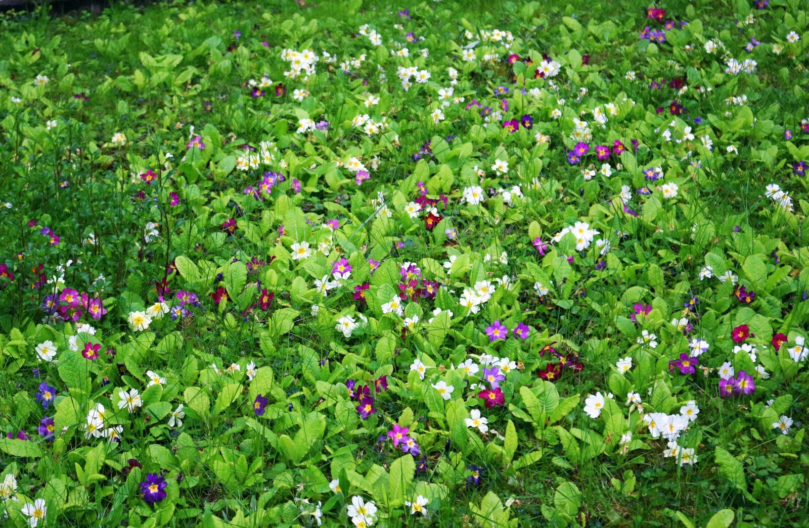 Canon EOS 100D (EOS Rebel SL1 / EOS Kiss X7) sample photo. Primrose, meadow, grass photography