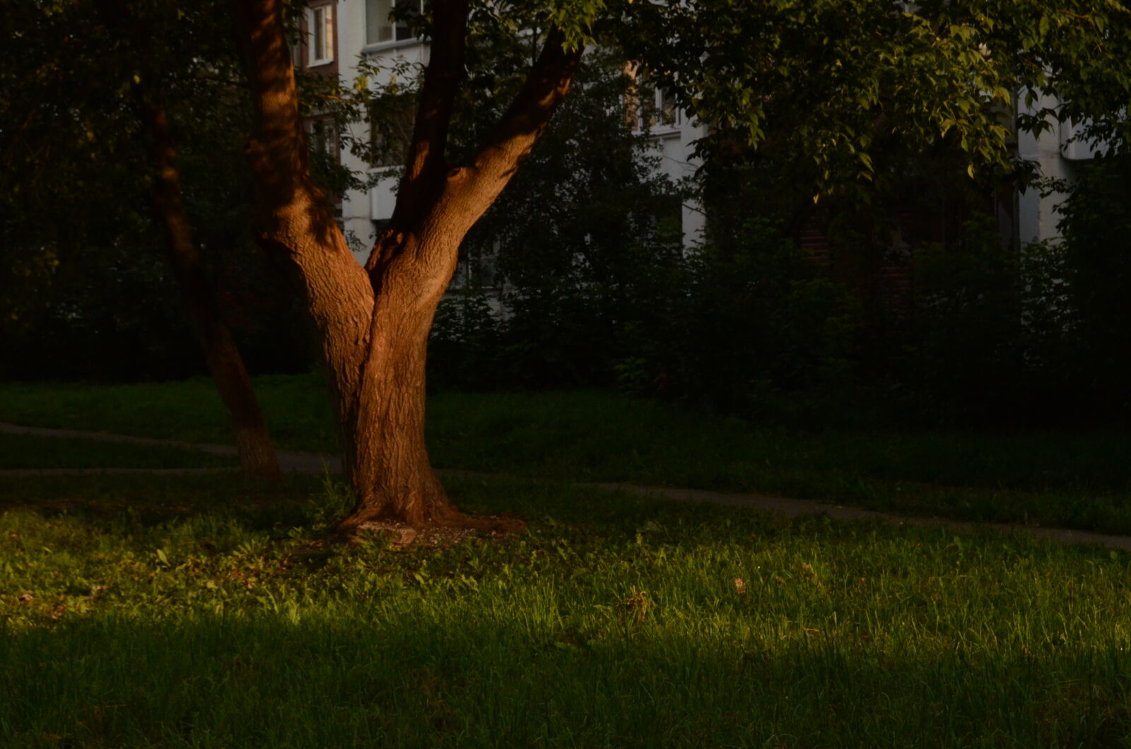 Nikon D5100 sample photo
