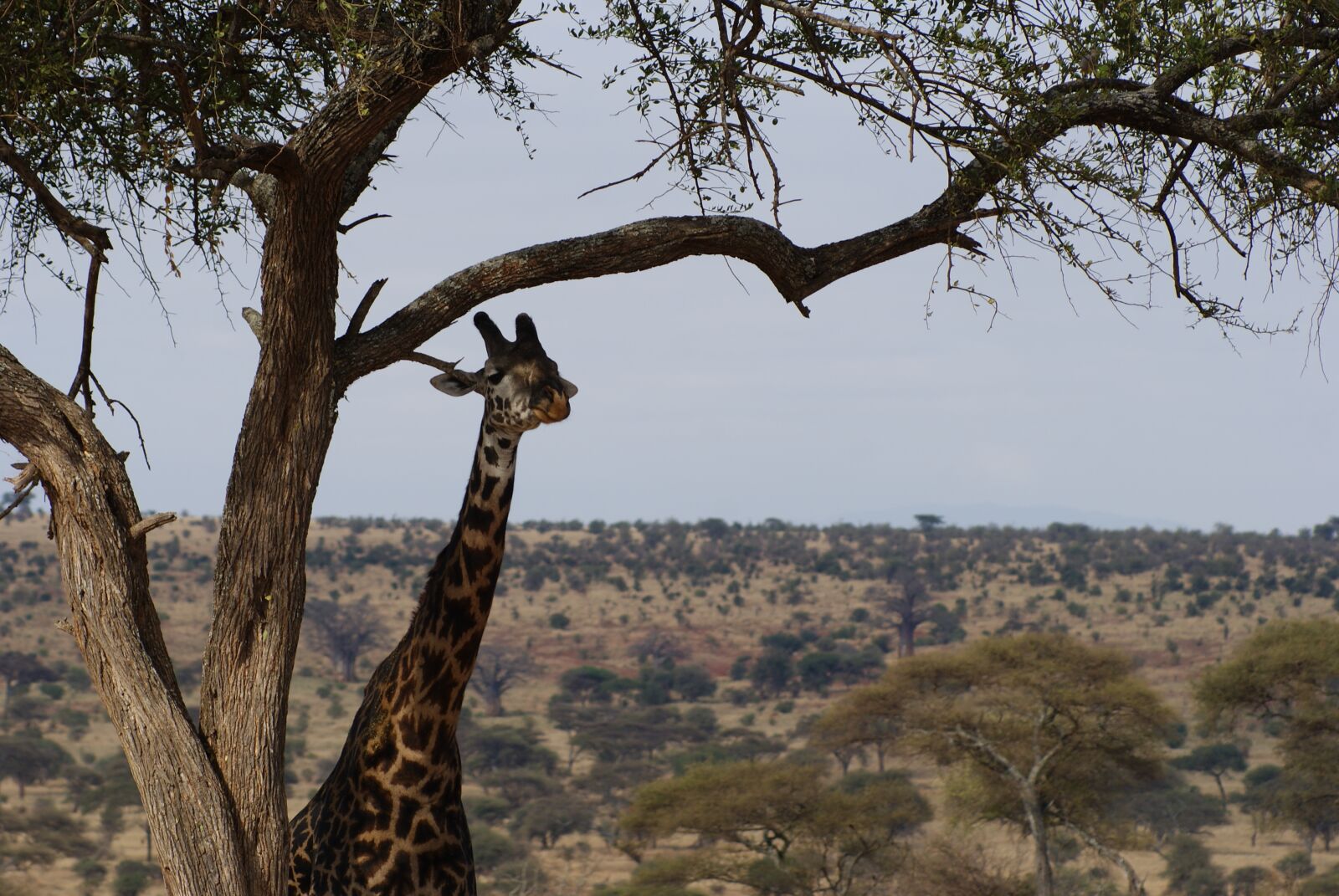 Sony Alpha DSLR-A230 sample photo. Giraffe, nature, wildlife photography