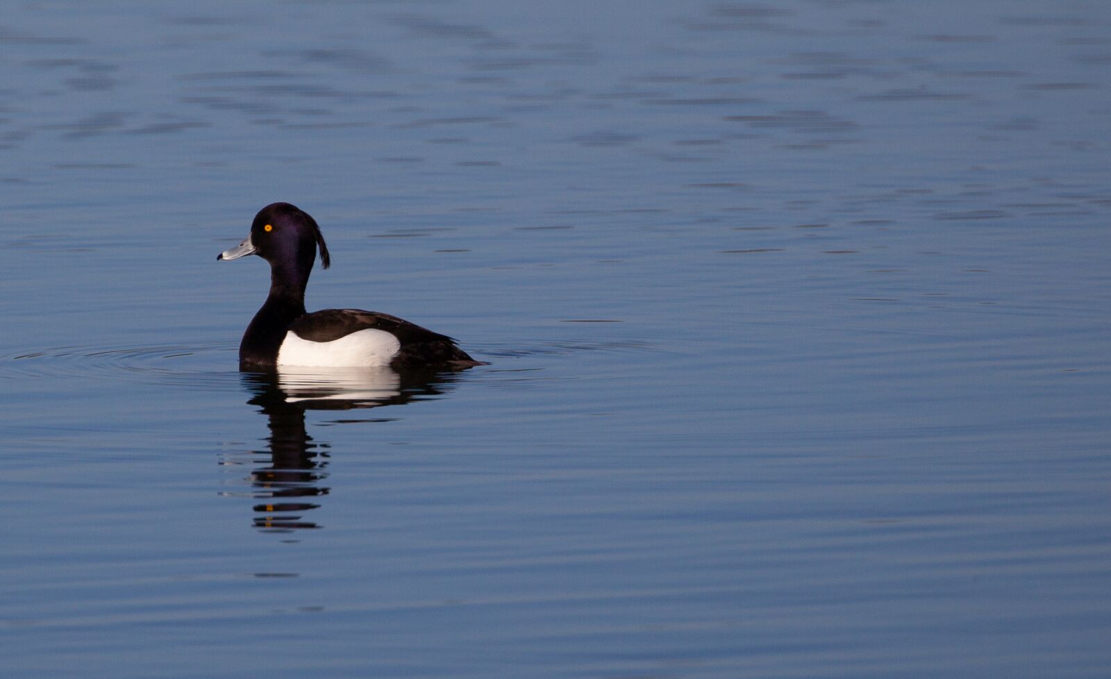 Canon EOS 5D Mark II sample photo. Tufted duck, golden eye photography