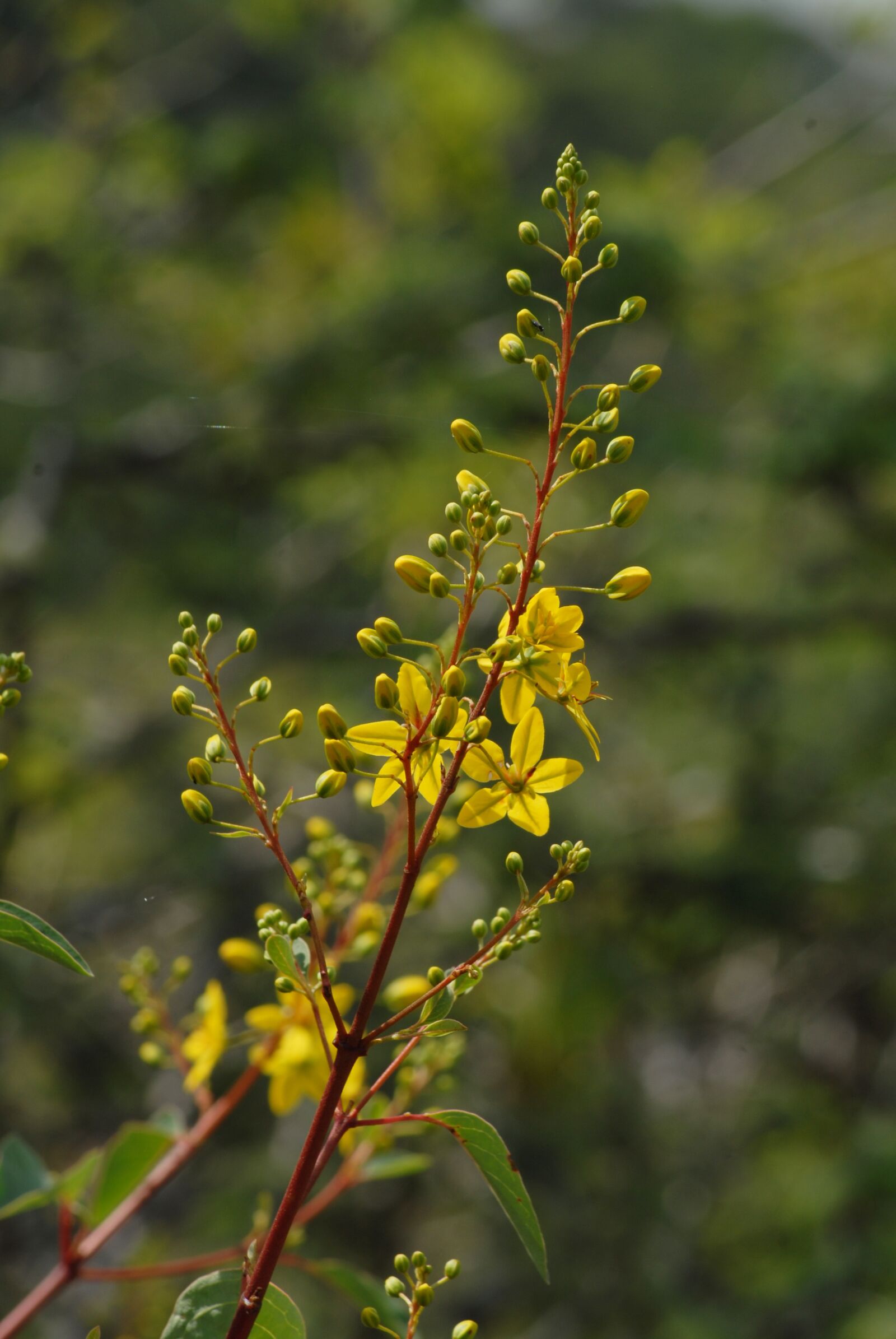 Nikon D200 sample photo. Yellow flower, branch, wild photography