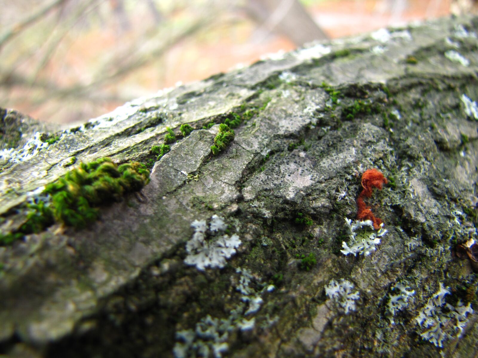 Canon PowerShot SX20 IS sample photo. Bark, mushroom, moss photography