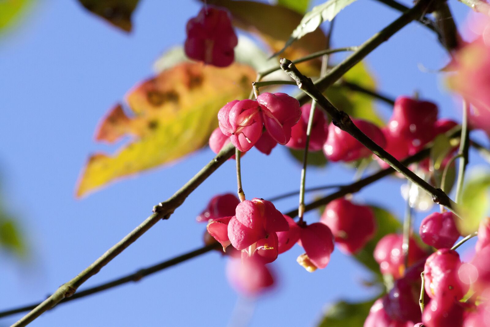 Canon EOS 50D sample photo. Fruit, seeds, boll photography