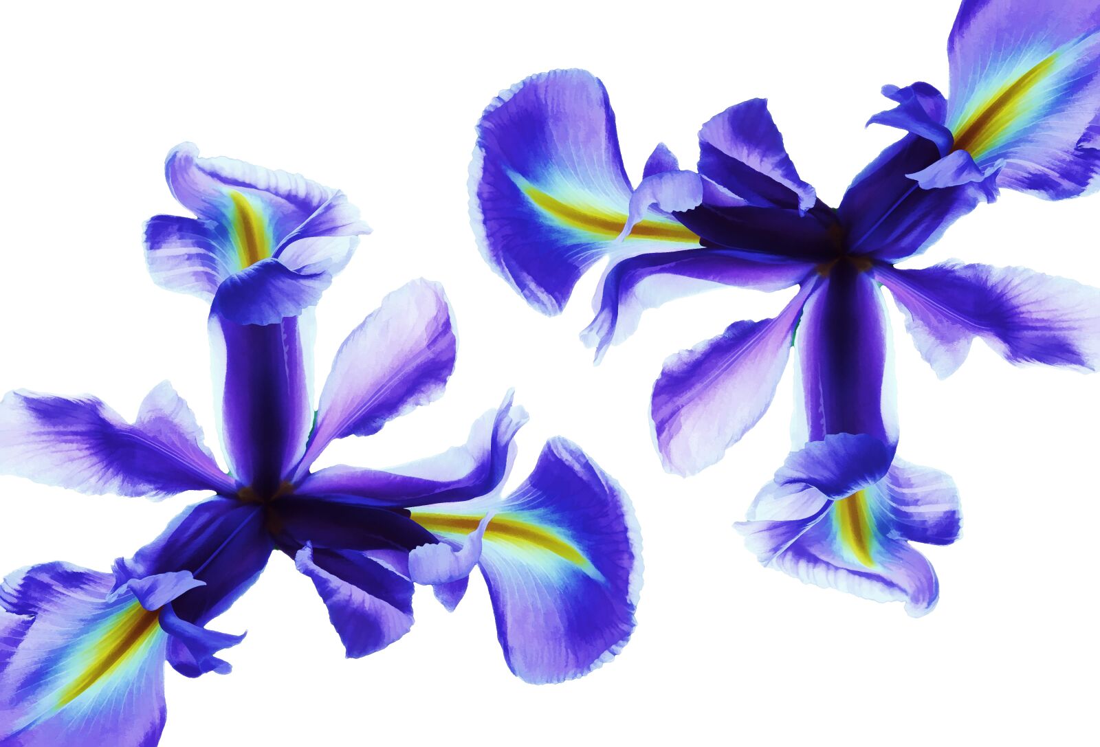 Canon EOS 550D (EOS Rebel T2i / EOS Kiss X4) sample photo. Art, blue, botanist, botany photography