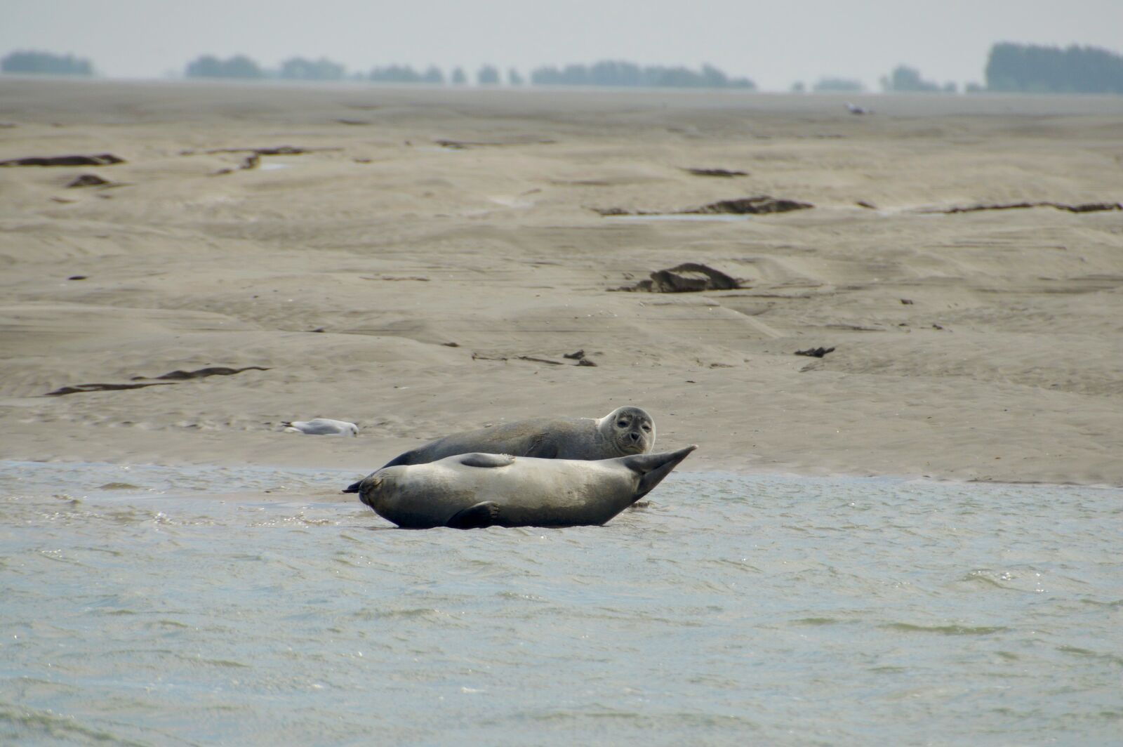 Nikon D3200 sample photo. Sea, beach, berck photography