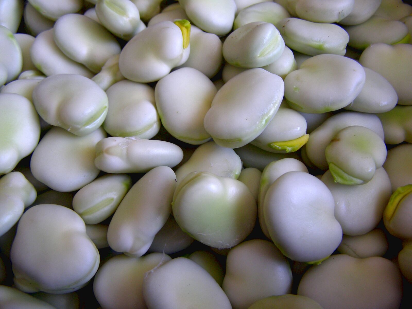 Olympus SP500UZ sample photo. Broad bean, bob, seeds photography