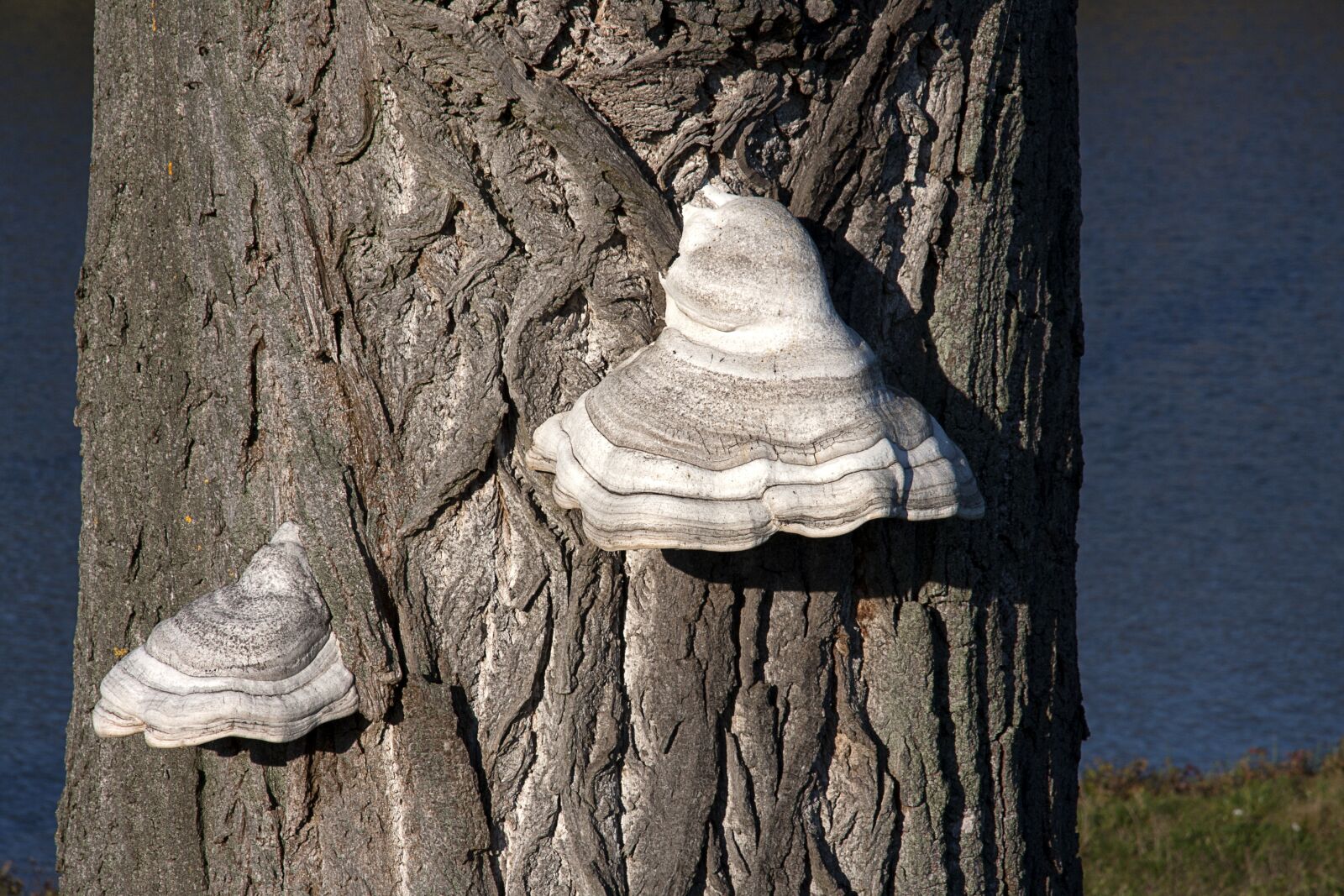 Canon EOS 40D sample photo. Tree, hub, the bark photography