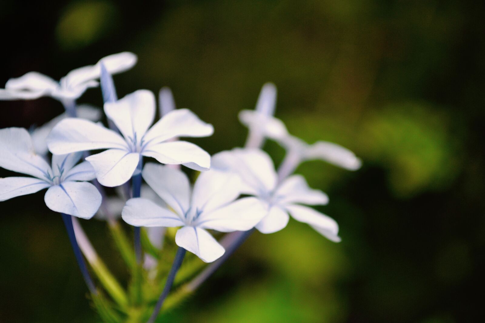 Nikon D3100 sample photo. Flowers, purple photography