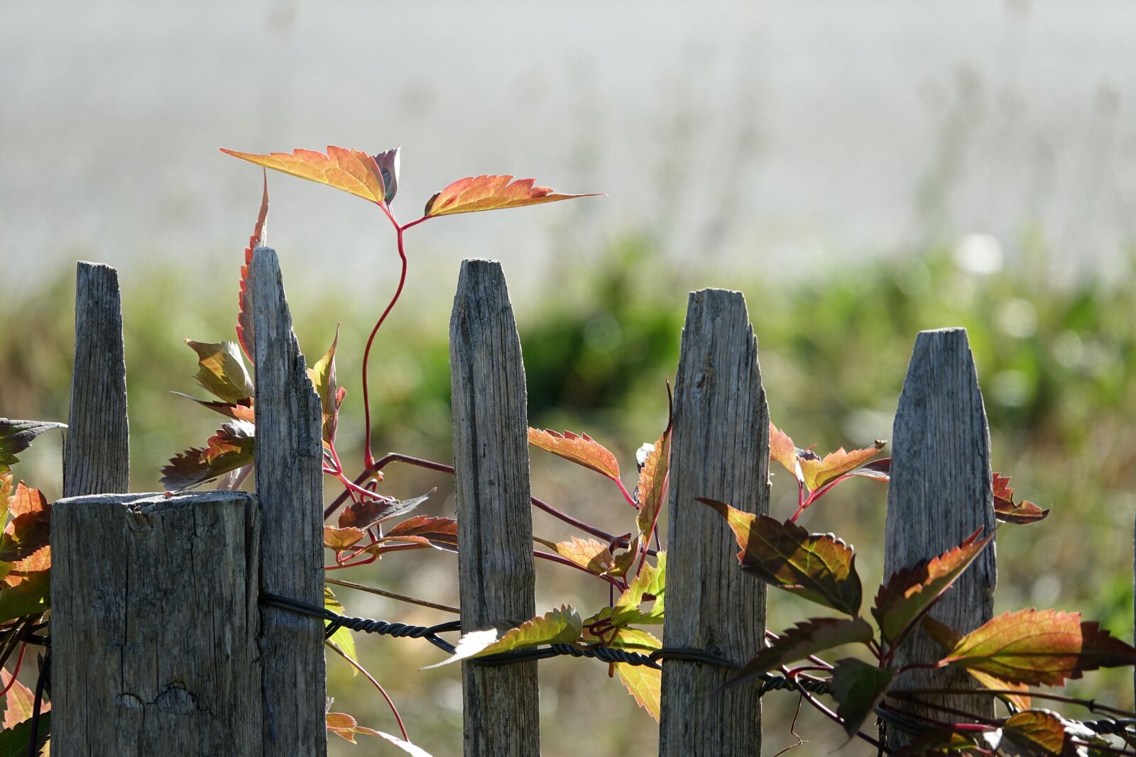 Sony Cyber-shot DSC-RX10 III sample photo. Garden fence, picket fence photography