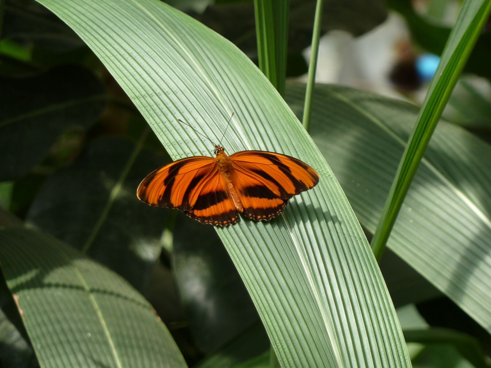 Panasonic Lumix DMC-ZS5 (Lumix DMC-TZ8) sample photo. Butterfly, insect, animal photography
