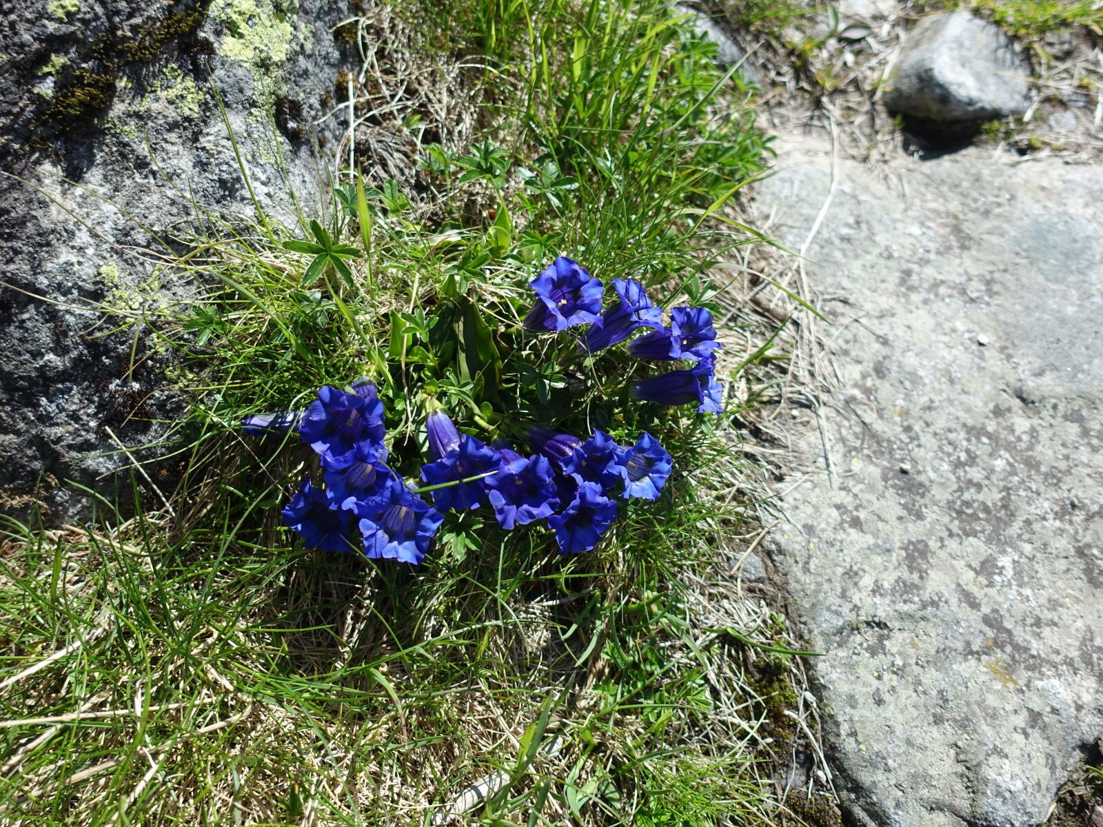 Sony Cyber-shot DSC-RX100 III sample photo. Alpine flower, gentian, blue photography