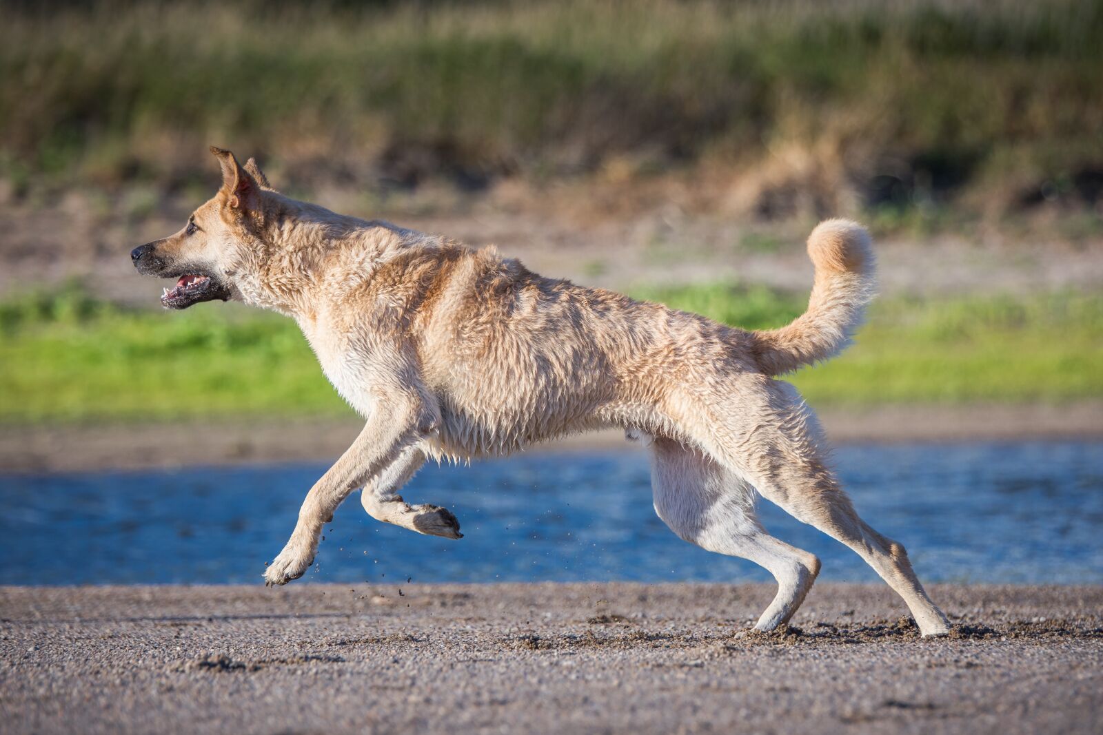 Tamron SP 70-200mm F2.8 Di VC USD sample photo. Dog, water, race photography