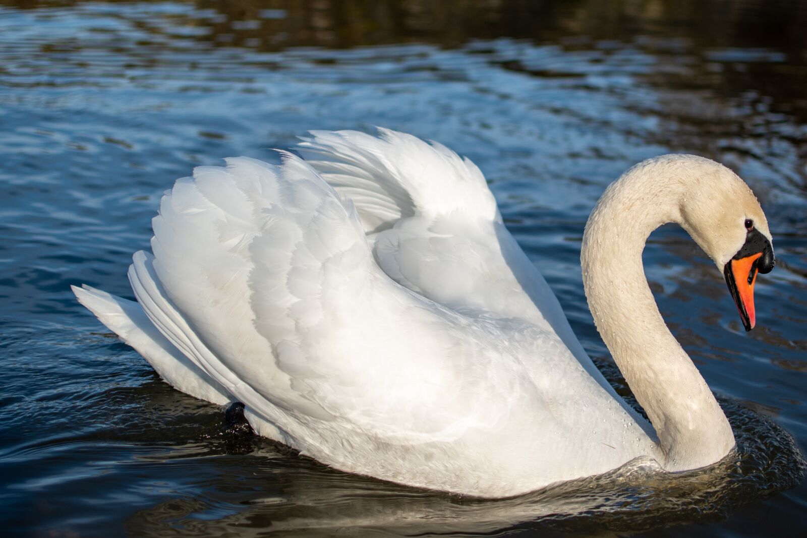 Nikon D5500 sample photo. Swan, lake, wildlife photography