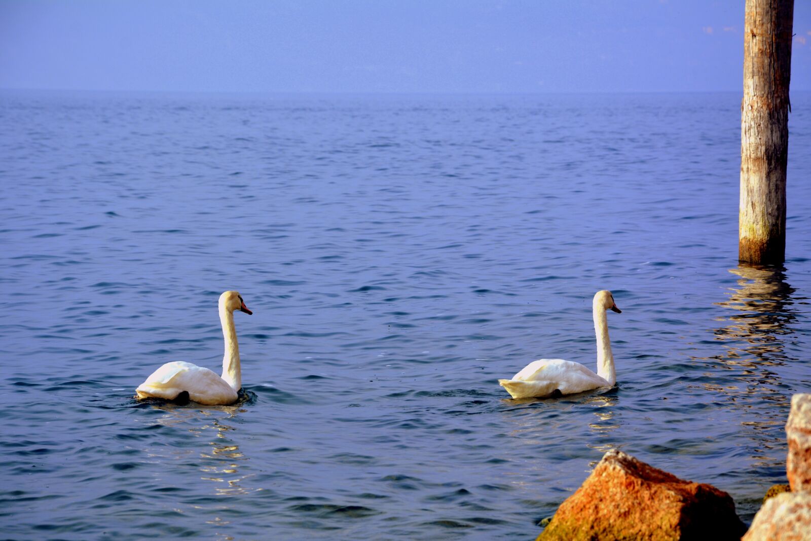 Nikon D7100 sample photo. Swan, couple, lake photography