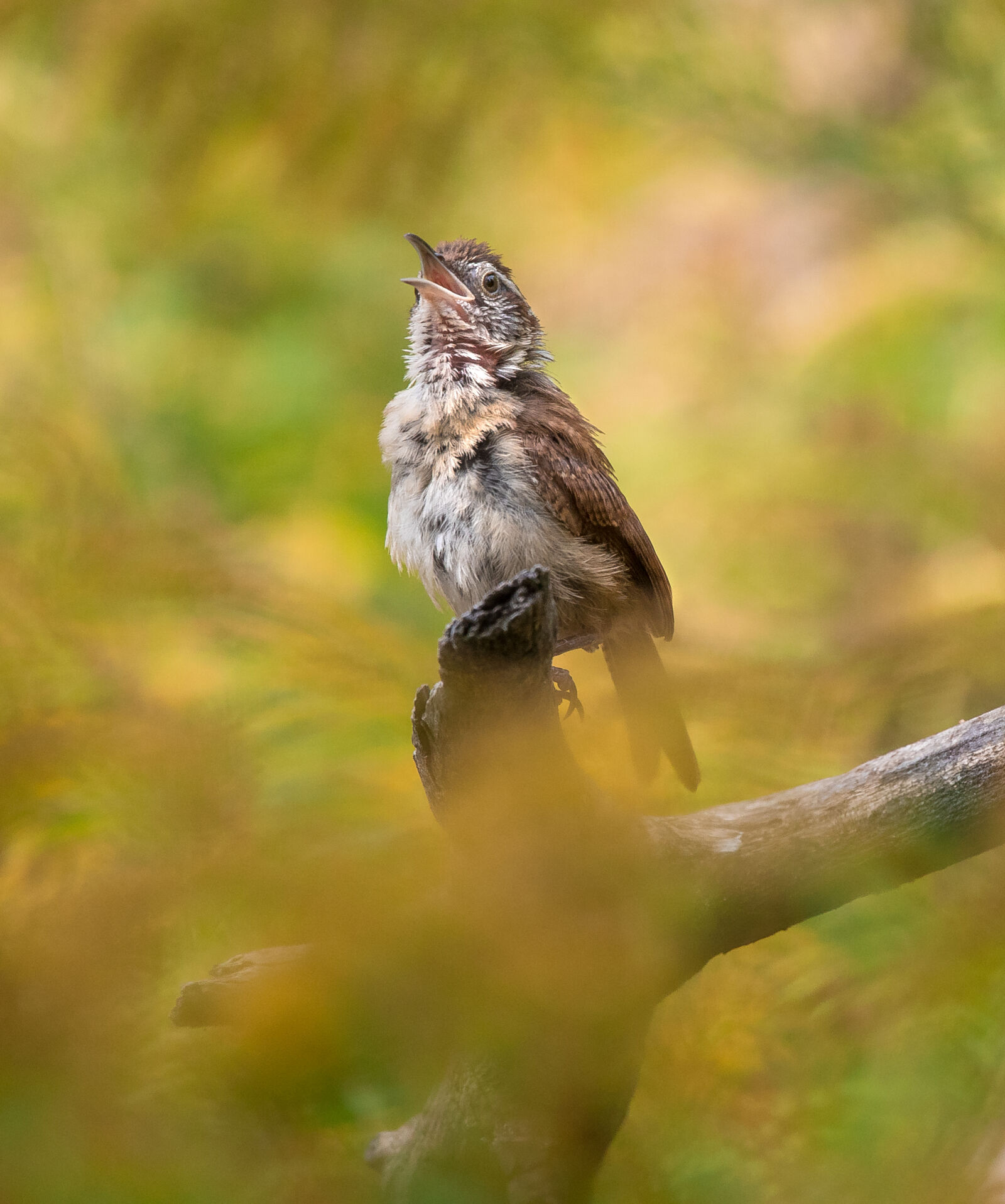 Canon EOS R6 sample photo. Canon rf 600mm f11 photography