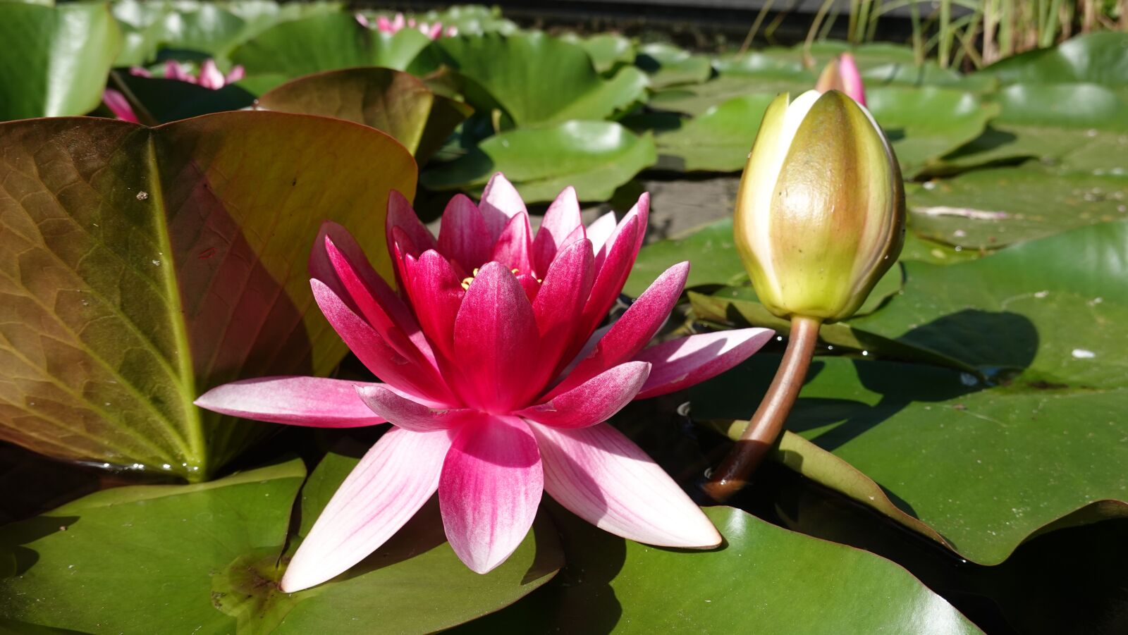 Sony Cyber-shot DSC-RX100 VI sample photo. Water lily, pond, water photography