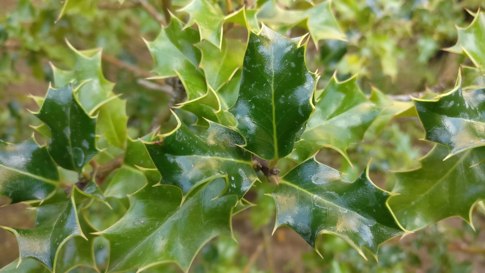 OnePlus A3003 sample photo. Nature, green, holly photography